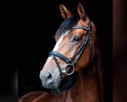 jumper Quruba (German Sport Horse, 2014, from Quo Vados I)