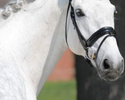 dressage horse Calvin Klein (Hanoverian, 2009, from Christ)