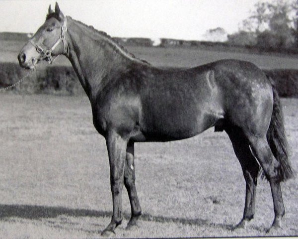 stallion Torus xx (Thoroughbred, 1976, from Ribero xx)