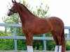 dressage horse Annabelle 97 (Westphalian, 2004, from Arpeggio)