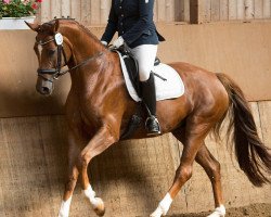 dressage horse Fina Farina (Westphalian, 2011, from Fürst Romancier)