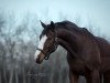 dressage horse Soraya 282 (Hanoverian, 2010, from Soliman)