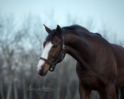 dressage horse Soraya 282 (Hanoverian, 2010, from Soliman)