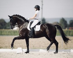 dressage horse High Life 41 (Hanoverian, 2009, from Hochadel)