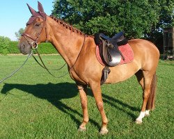 dressage horse Amira 132 (Hanoverian, 2003, from Alabaster)