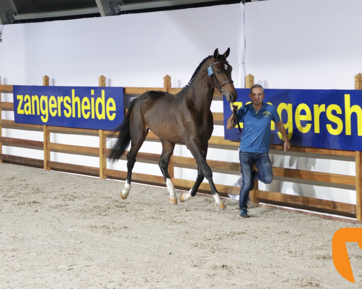 Springpferd Could Be Z (Zangersheide Reitpferd, 2016, von Comilfo Plus Z)
