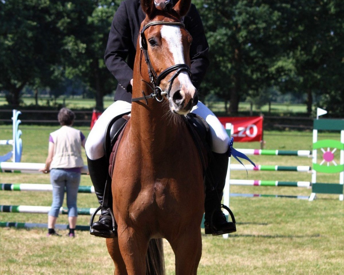 Springpferd Bunter Boy (Hannoveraner, 2014, von Quarismo)