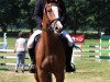 jumper Bunter Boy (Hanoverian, 2014, from Quarismo)