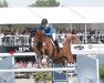 jumper Mandato van de Neerheide (Belgian Warmblood, 2012, from Emerald van 't Ruytershof)