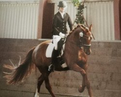 dressage horse Lady Jolina Vom Wellberg (Swiss Warmblood, 2013, from Glock's Johnson Tn)