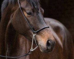 broodmare Maximiliane von Quindt (Trakehner, 2015, from Scaglietti)