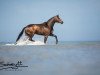 broodmare Marabella (Trakehner, 2010, from Songline)