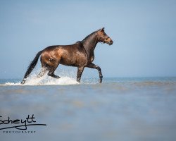 Zuchtstute Marabella (Trakehner, 2010, von Songline)