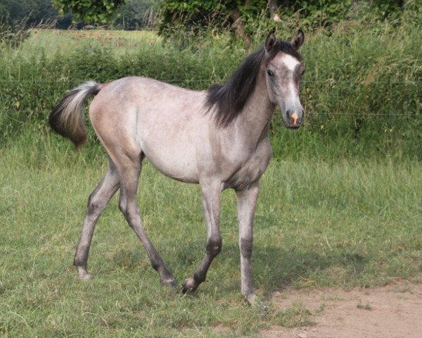 Pferd Hanaya Sami (Vollblutaraber, 2017)