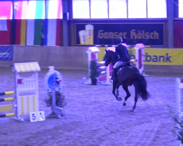 Reitturnier Köln-Leverkusen 2017