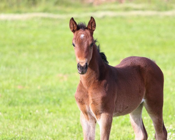 jumper Escada (Spanish Sport Horse, 2018, from Eilan del Maset)