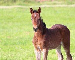 jumper Escada (Spanish Sport Horse, 2018, from Eilan del Maset)