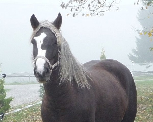 broodmare Naomi (Black Forest Horse, 2007, from Monsun)