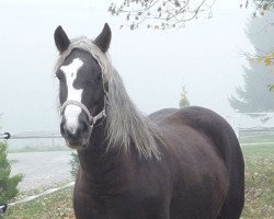 broodmare Naomi (Black Forest Horse, 2007, from Monsun)