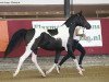 horse Classic Severino (Arab half breed / Partbred, 2014, from HAB Classic Splendor)