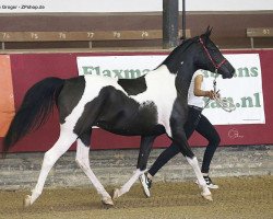 Dressurpferd Classic Severino (Arabisches Halbblut / Partbred, 2014, von HAB Classic Splendor)