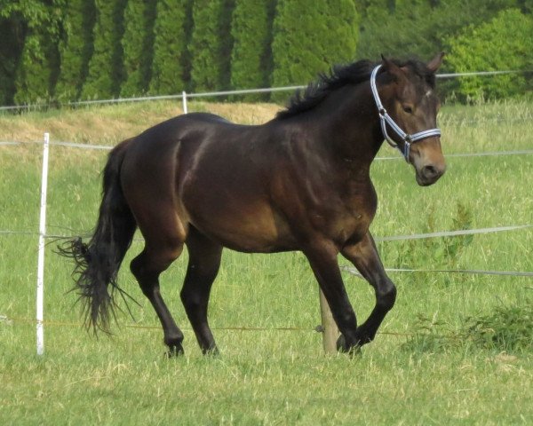 horse Holtby (German Riding Pony, 2016, from Hurrikan Heros)