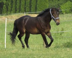 Pferd Holtby (Deutsches Reitpony, 2016, von Hurrikan Heros)