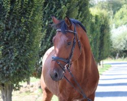 Pferd Heavy Metal (KWPN (Niederländisches Warmblut), 2012, von Jazz)