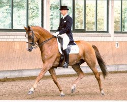 dressage horse Aponti 7 (Westphalian, 1992, from Akzent II)