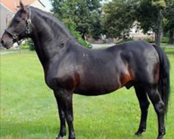 horse Maestoso X Timrava (Lipizzaner, 1995, from 206 Maestoso X Mahonia)