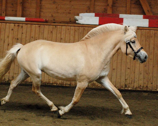 broodmare Leikny (Fjord Horse, 2015, from Dexter)