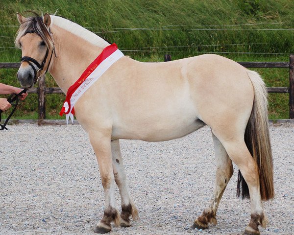 broodmare Femke (Fjord Horse, 2015, from Vacceur)