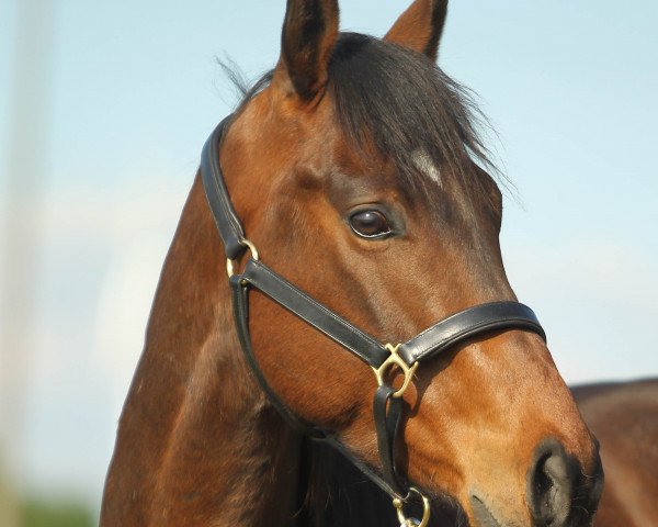 horse Arturo xx (Thoroughbred, 2014, from Kalatos xx)