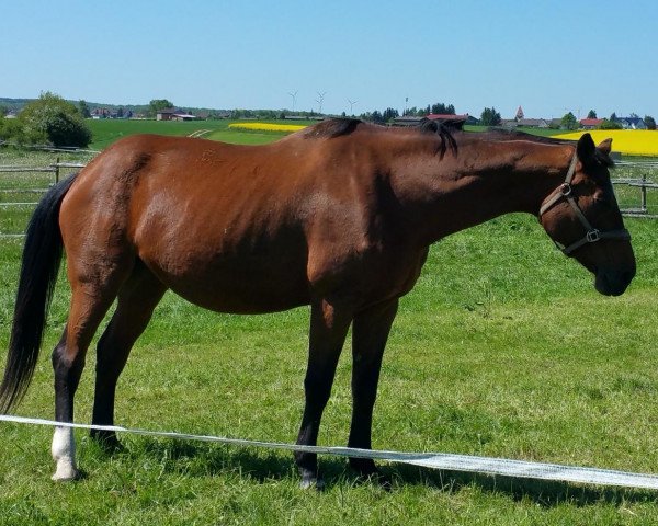 broodmare Lucy (Württemberger, 1993, from Landioso)