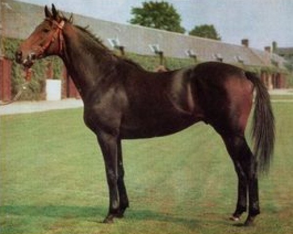 stallion Rheffic xx (Thoroughbred, 1968, from Traffic xx)
