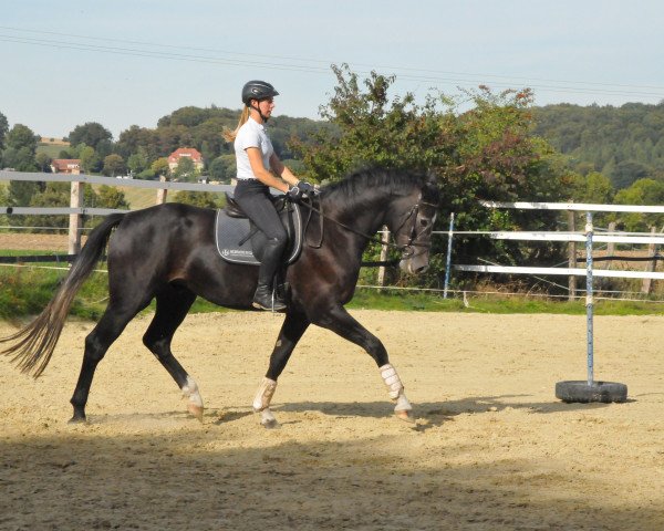 jumper Diaescudo (Hanoverian, 2015, from Diacontinus)