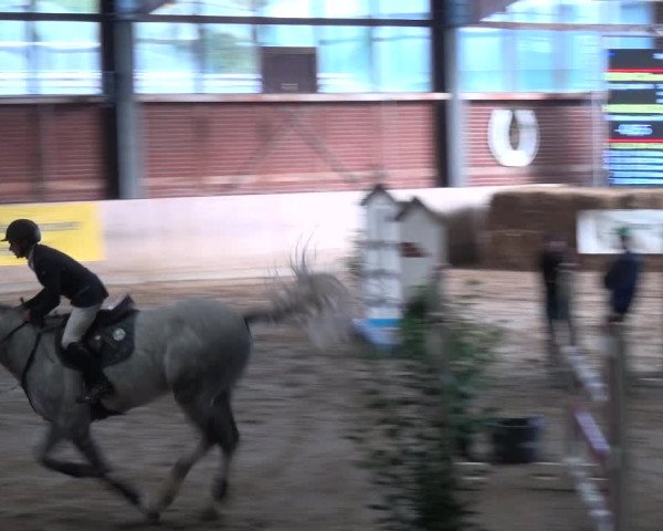 Reitturnier Köln-Leverkusen 2017
