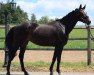 dressage horse Diana S 4 (Hanoverian, 2014, from Dancing Dynamite)