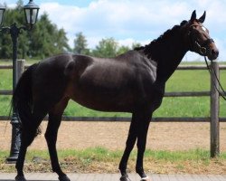 dressage horse Diana S 4 (Hannoveraner, 2014, from Dancing Dynamite)