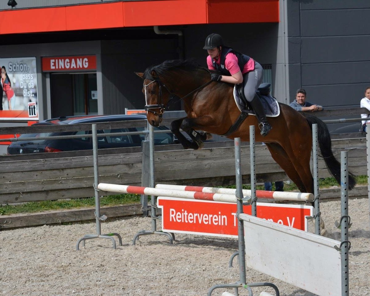 dressage horse Current Killua SB (Oldenburg show jumper, 2014, from Cachassini)