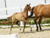 dressage horse Dalmas (German Riding Pony, 2018, from D-Power AT)