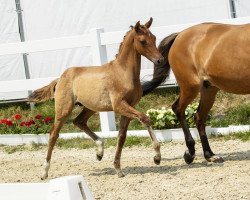 Dressurpferd Dalmas (Deutsches Reitpony, 2018, von D-Power AT)