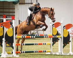 jumper Colman's Chanel (Oldenburg show jumper, 2008, from Colman)