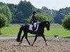 dressage horse Felix 2149 (Danish Warmblood, 2004)