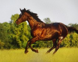 dressage horse La Cordia (German Sport Horse, 2009, from Lord Fantastic)