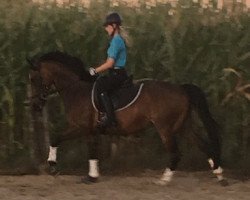 dressage horse Valentina Es (German Riding Pony, 2005, from Cyros)