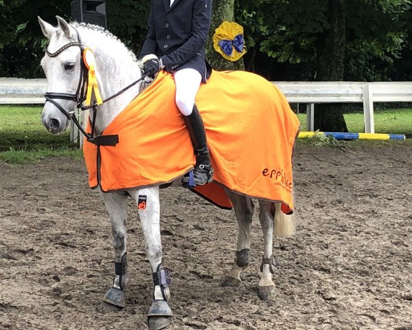 Pferd Bubbel Gum (Deutsches Reitpony, 2001, von Boris)