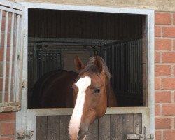 broodmare Hillary Step N (Hanoverian, 2018, from Hampton)