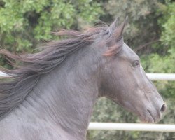 horse Aaron (Friese,  )