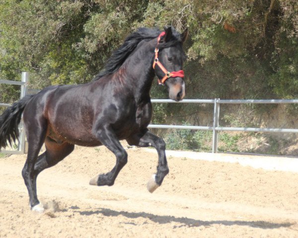 Pferd Morante (Pura Raza Espanola (PRE),  )